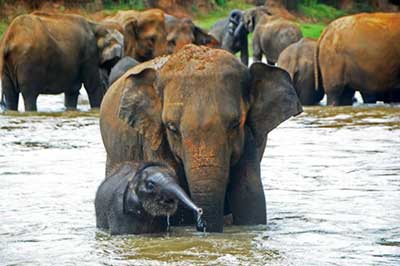 Elephant Orphanage | walklankatours.comn